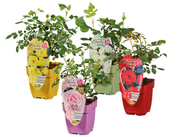 Garden Roses