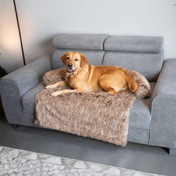 Sofaschutz für Tiere