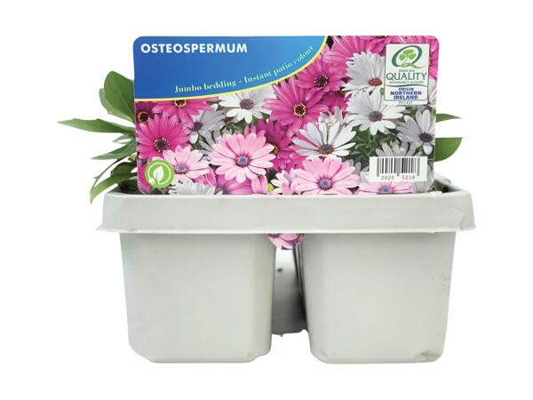 Large Fuchsia/​Osteospermum