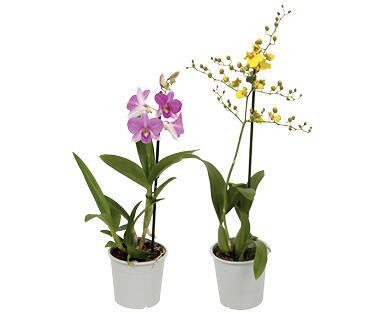 SÉLECTION D'ORCHIDÉES