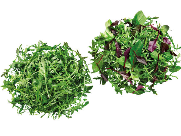 Mix-Salat oder Rucola