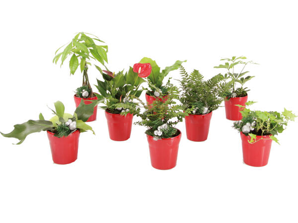 Plants in Ceramic Pot