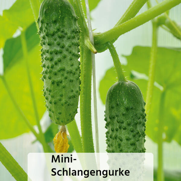 Veredelte Gemüsepflanze