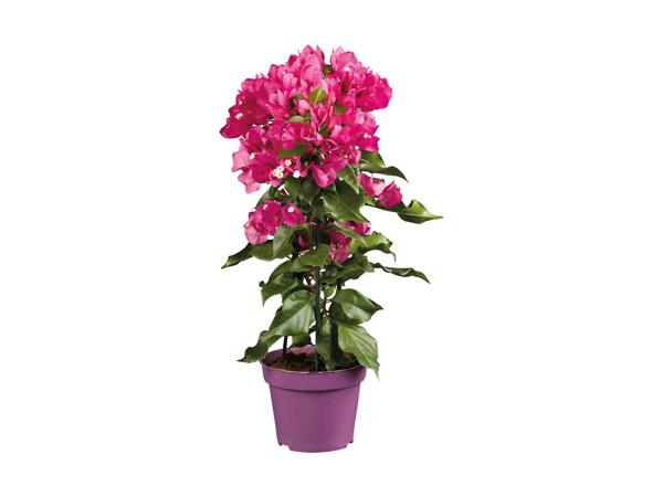 Bougainvillea pyramide