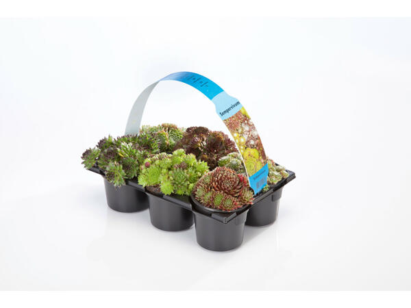 Plantes grasses