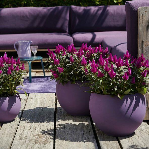 Celosia