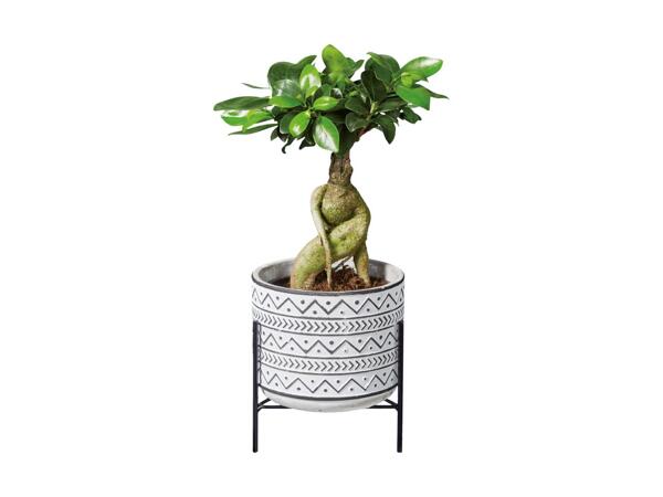 Easy Care Stand Plant