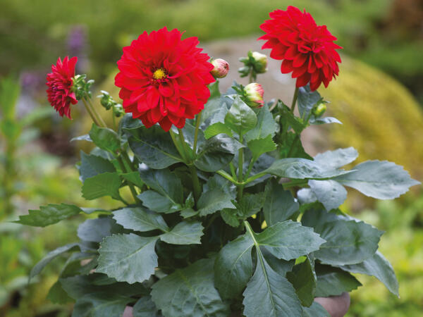 Stor sommerblomst
