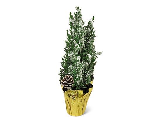 Mini Holiday Cypress Tree