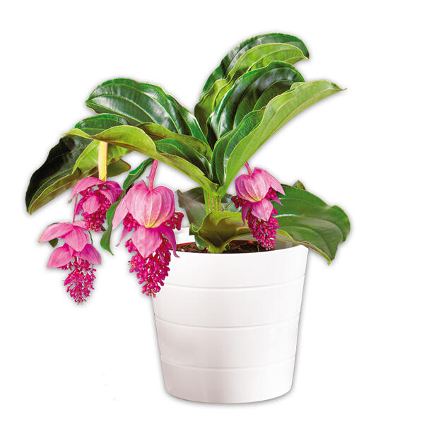 Medinilla magnifica