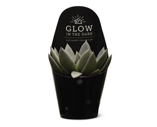Glowing Succulent