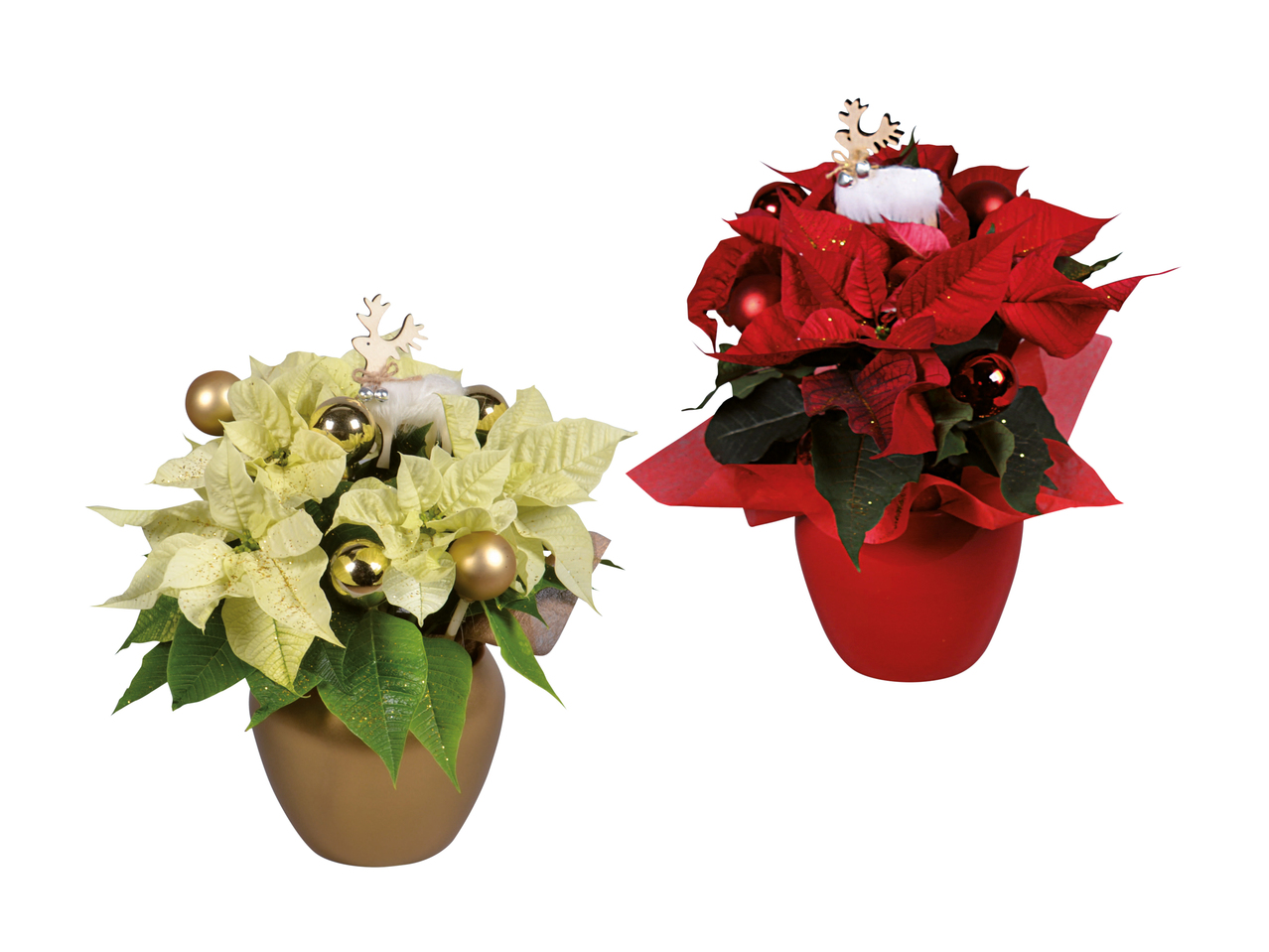Poinsettia décoré dans un pot en céramique