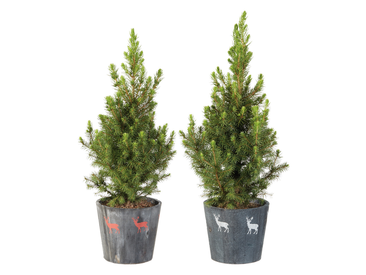 SOCKERTOPPSGRAN I JULKRUKA