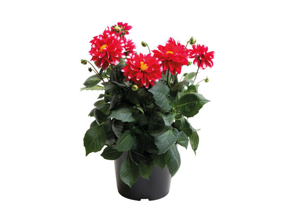 Stor dahlia