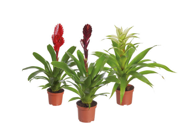 Bromella