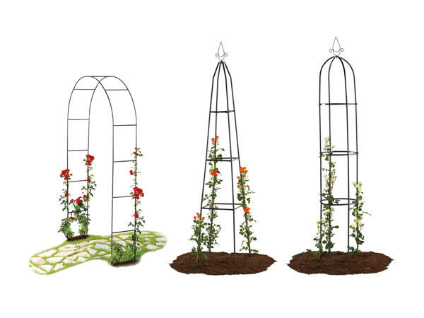 FLORABEST(R) Rosenbue/Espalier