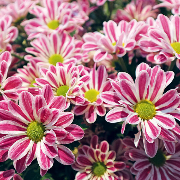Chrysanthemen