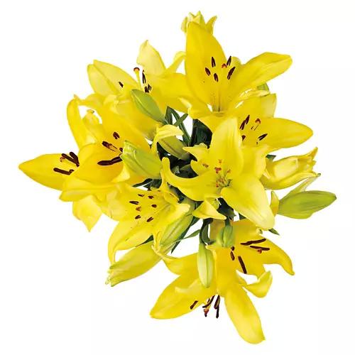 5 Stem Lily Bouquet - Assorted Color