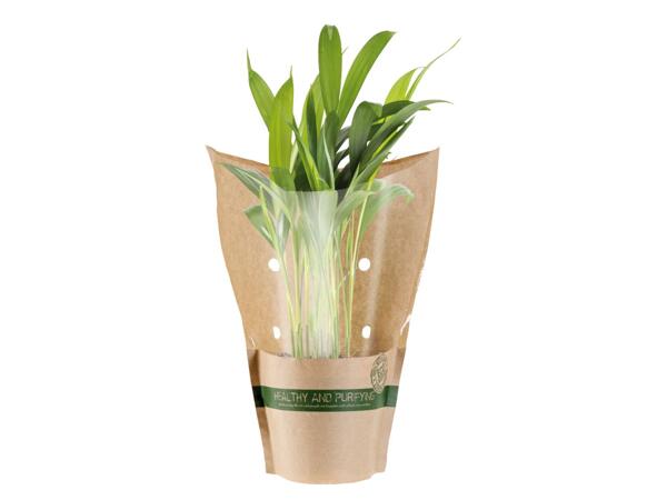 Air Purifying Plants