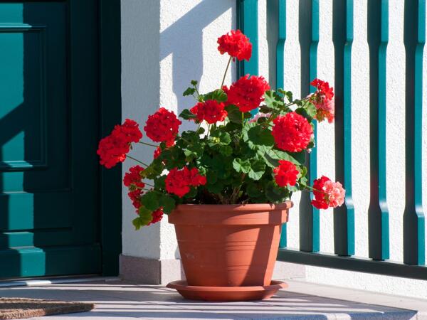 Pelargonie zonale