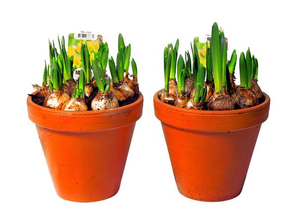 Blomstrende løgplanter i lerkrukke