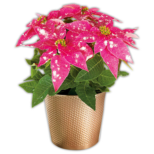 Princettia "Eisprinzessin"