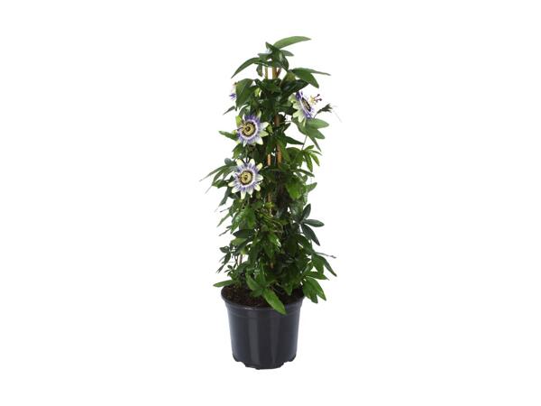 Passiflora piramide
