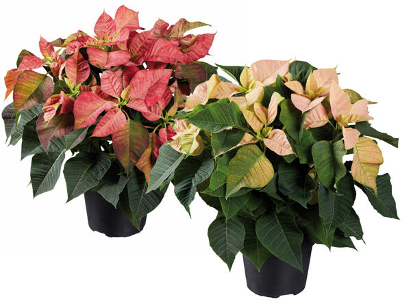 Weihnachtsstern Deluxe