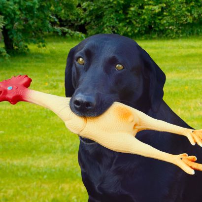 Hundespielzeug