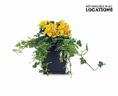 Rieger Begonia Assorted colors