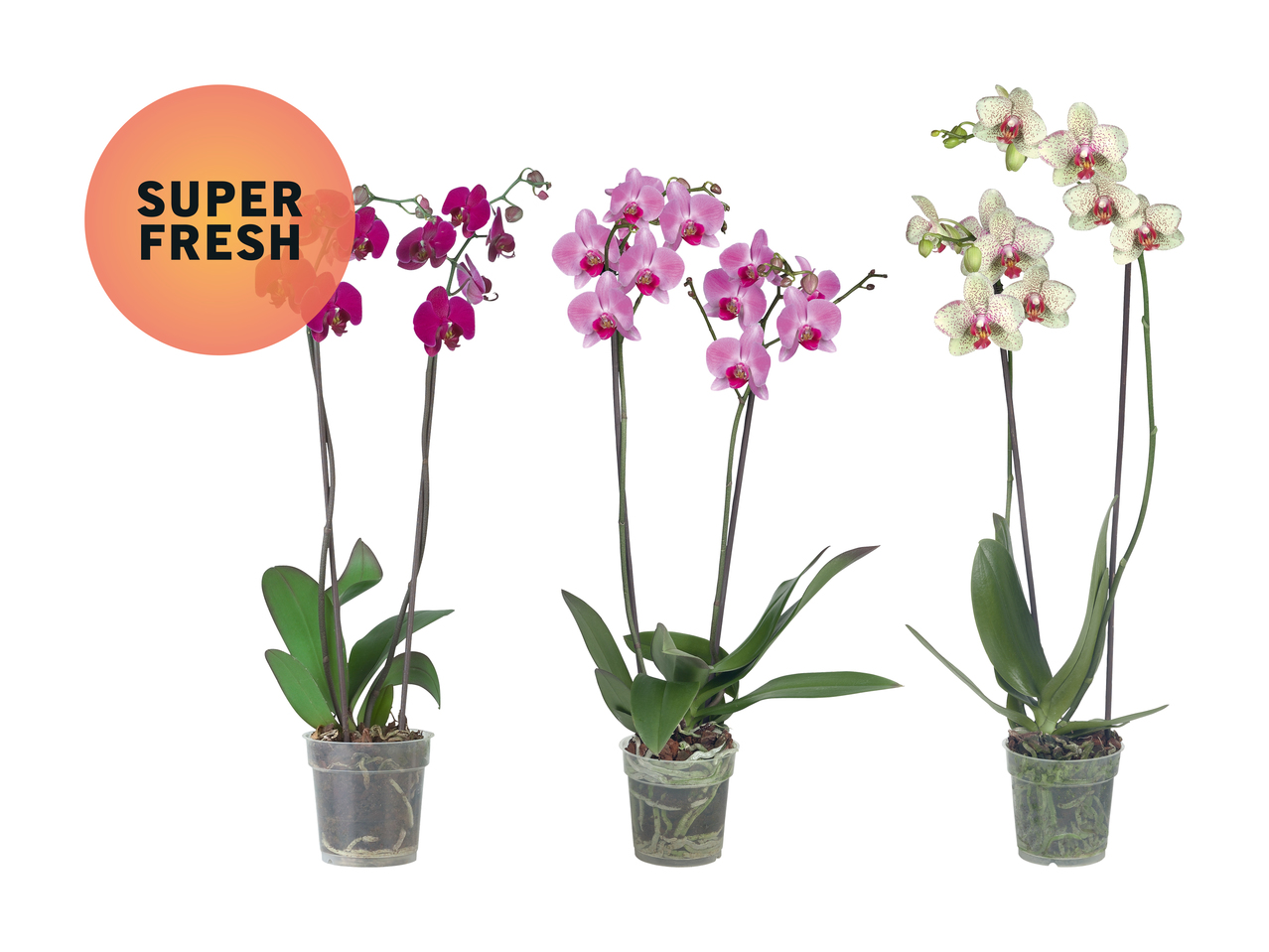 Phalaenopsis 2 tiges