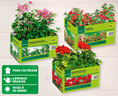 Plantes pour platesbandes/balcon GARDENLINE(R)