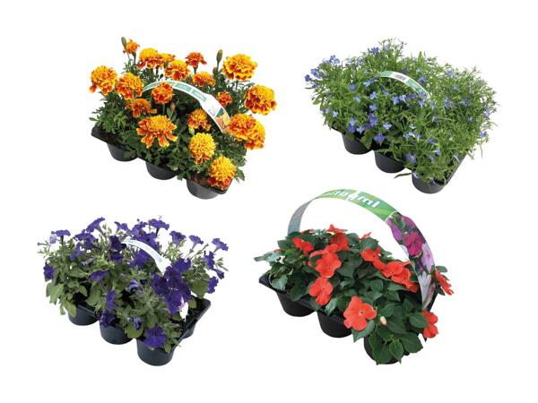 Bedplanter i 6‘er bakke