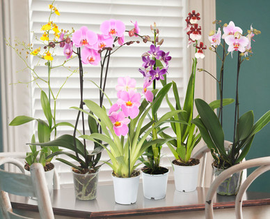 Orchideenvielfalt