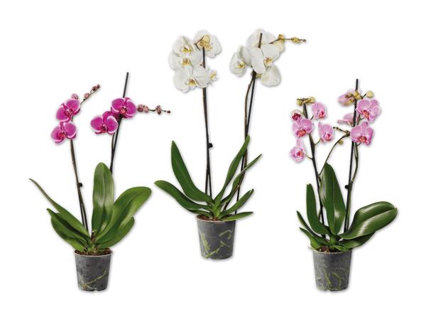 Schmetterlingsorchidee 2-Trieber