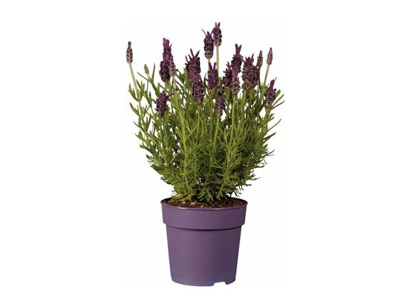 French Lavender