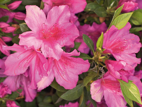 Rhododendron