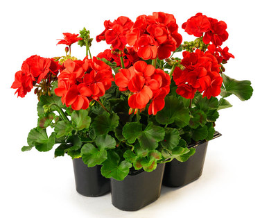 Pelargonien