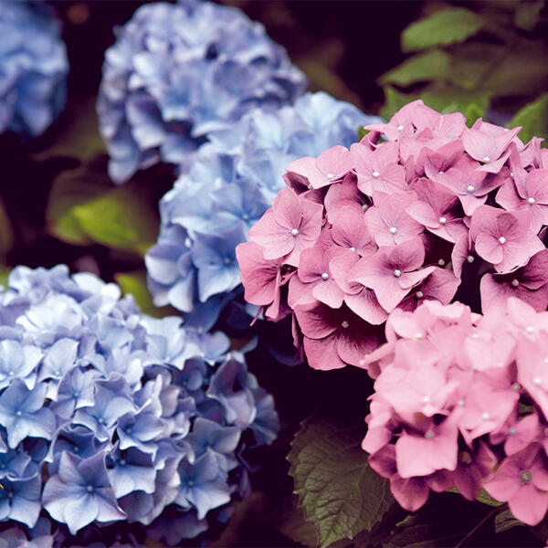Hortensie