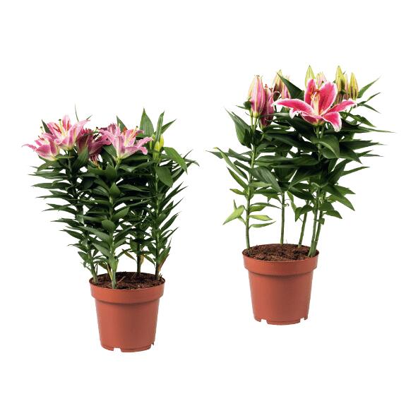 GARDENLINE(R) 				Lys oriental
