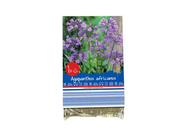 Autumn Flowering Bulbs