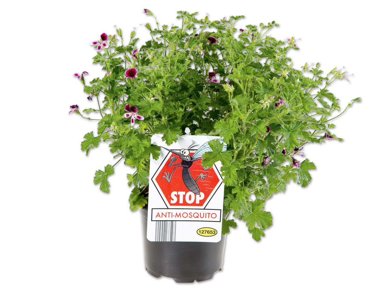 Anti-Mücken Duftgeranie