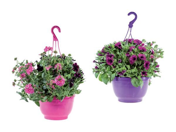 Ampel med blomster