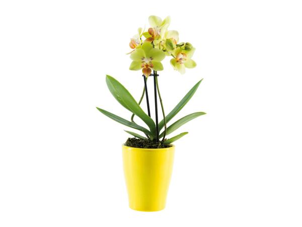 Mini Orchid in Ceramic