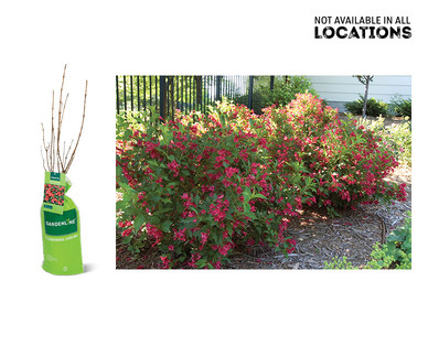 Gardenline Flowering Shrub