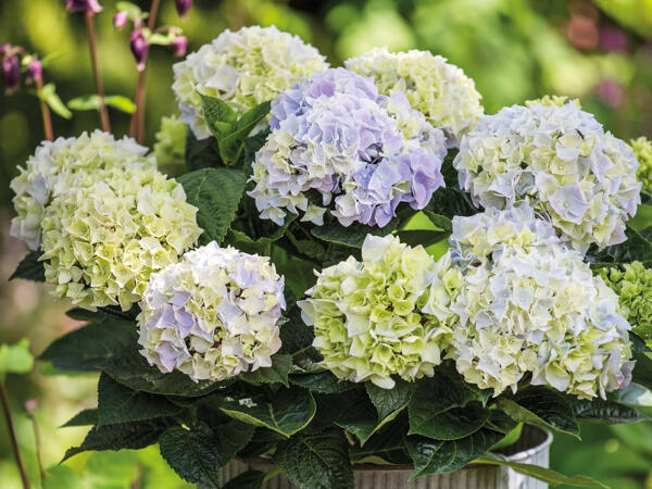 Stor dansk Hortensia