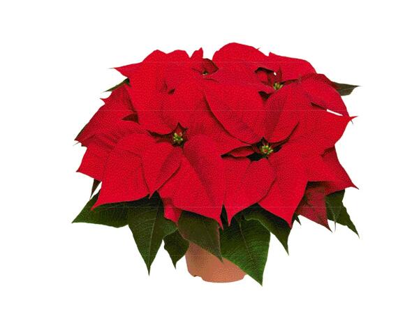 Extra Large Poinsettia