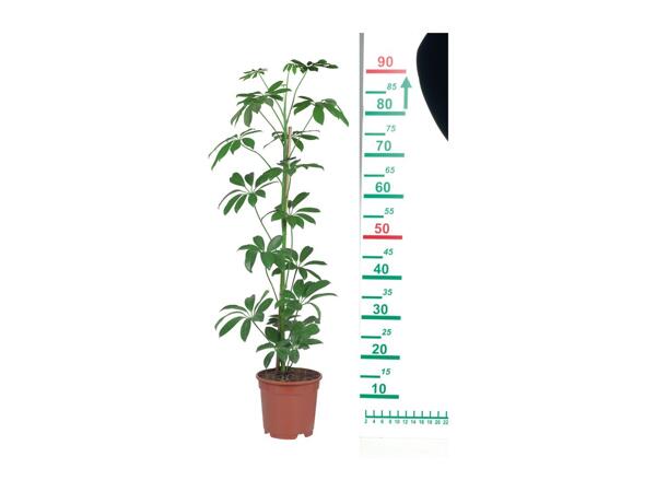 Houseplants