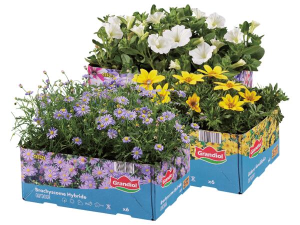 Sommarblommor