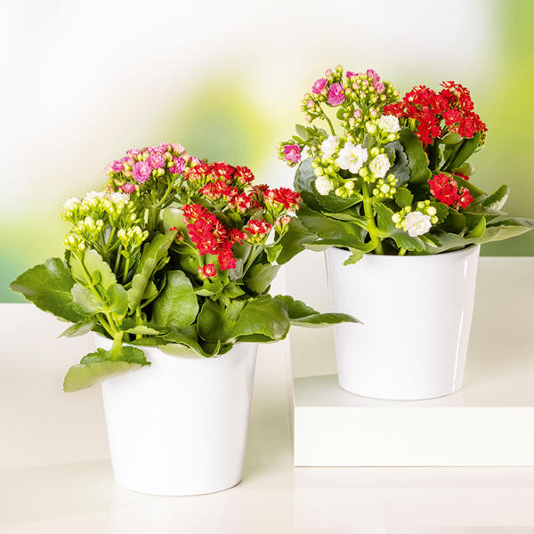 Kalanchoe Trio